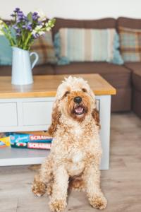 a small brown dog sitting in front of a table at Waves - Duplex Apartment Stoke Fleming in Stoke Fleming