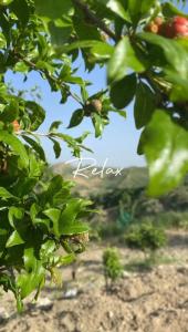 un vicino di un albero con foglie verdi di Casa vacanze Sicilia a Casteltermini