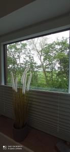 Zahrada ubytování Apartmenthaus Westerkoog