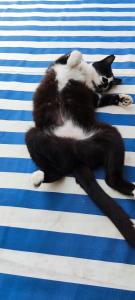 a black and white cat laying on a bed at Casa Rural La Fuensanta in Mojácar