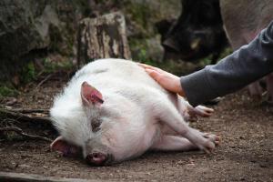 a person petting a white pig on the ground at Toric Farmlodge in Brastad