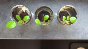 Gallery image of The White Oak - Luxe 4 persoons bungalow met prive sauna in Voorthuizen +20 photos