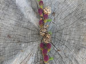 un grupo de piñas en un tronco de árbol en Val d Azur B C en Molines-en-Queyras