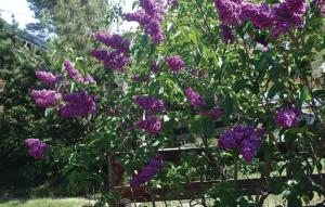 a bunch of purple flowers in a garden at Amazing Home In Saltnes With Wifi in Saltnes