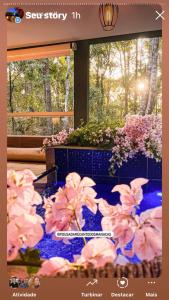 a display of pink flowers in a room with a window at Recanto dos manacas in Pirenópolis