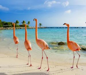 a group of pink flamingos walking on the beach at The Brayan's Apartment in Oranjestad