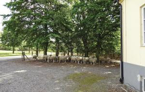 a herd of sheep standing in front of trees at Holiday Home Tomelilla 03 in Bollerup