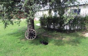 a black cat laying in the grass next to a tree at Nice Home In Visby With Wifi in Endre