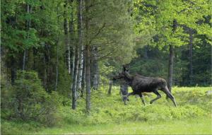 a moose running through a field in the woods at Awesome Home In Fagersanna With 1 Bedrooms in Fagersanna