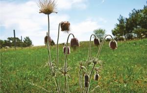 a bunch of flowers in a field of grass at Holiday Home Katthammarsvik 21 in Katthammarsvik
