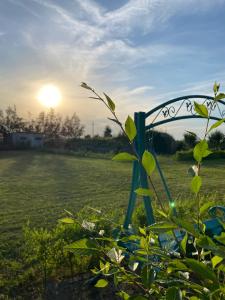 a plant in a field with the sunset in the background at Waincris spa in Stolniceni-Prăjescu