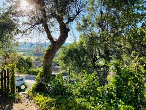 Blick auf einen Garten mit einem Baum und Büschen in der Unterkunft Studio de vacances dans résidence avec piscine in Cogolin