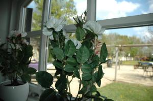 Billede fra billedgalleriet på Bed & Breakfast de Kreitsberg i Duifhuis