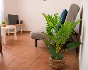 een woonkamer met een stoel en een plant bij Casa Ermelinda in Aljezur