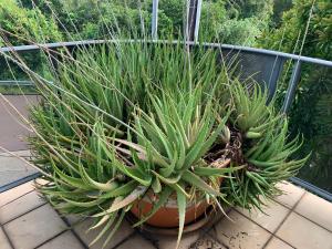 a large green plant sitting on a balcony at Harriet Place apartment in Darwin
