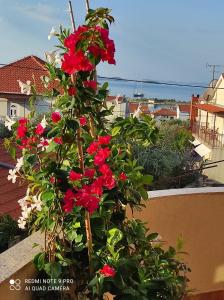 uma planta florida com flores vermelhas numa varanda em Apartments Iva em Pakoštane