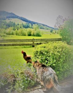 a dog and a chicken standing in a field at Haus Schreder in Saalfelden am Steinernen Meer