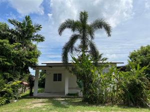 a palm tree in front of a small house at Cosy little home near to the town in Pasir Puteh