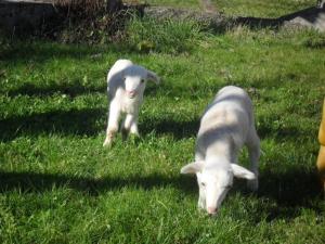 Montesquieu-Avantès的住宿－Chambre familiale à la ferme，两只小羊站在草地上