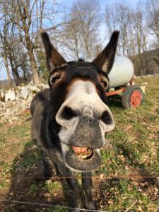 een close-up van een hond met zijn mond open bij Chambre familiale à la ferme in Montesquieu-Avantès