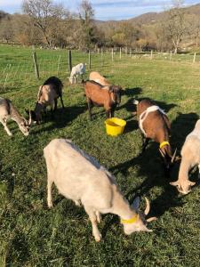 un groupe de vaches mangeant de l'herbe dans un champ dans l'établissement Chambre familiale à la ferme, à Montesquieu-Avantès