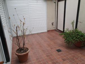 roślina doniczkowa w garnku na patio w obiekcie Naranja w mieście Rosario