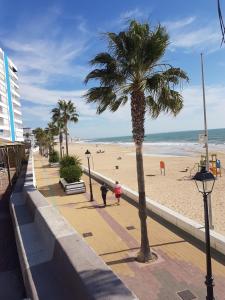 palma na chodniku obok plaży w obiekcie La Costilla centro y playa w mieście Rota