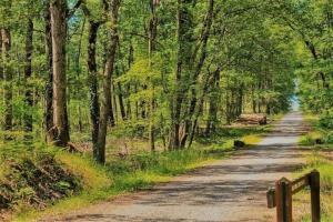 un camino de tierra en medio de un bosque en Chalet Boréal, en Pujaudran