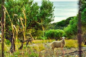 a sheep standing in a field with trees at Panstel Bungalows in Kerames Rethymno in Kerames