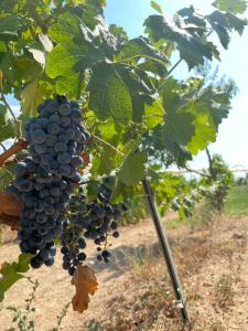 Afbeelding uit fotogalerij van Dessera Vineyards Hotel in Ahmetçe +29 foto's