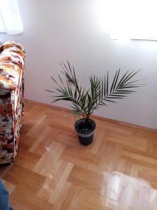 Fotografie z fotogalerie ubytování Apartman MACA v destinaci Pirot