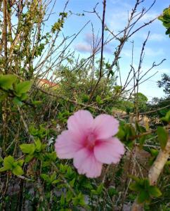 Serra de São Bento的住宿－Quinta Flor-de-Lis，某些植物中间的粉红色花