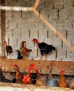 um grupo de galinhas num galinheiro em Quinta Flor-de-Lis em Serra de São Bento