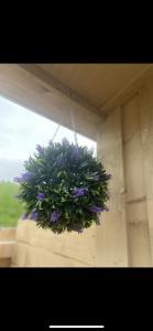 a hanging plant with purple flowers in a window at The Grove Cabin in Fort William