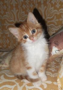 an orange and white kitten sitting on a couch at A Casa Di Mì Appartamenti vacanza in Montefalco
