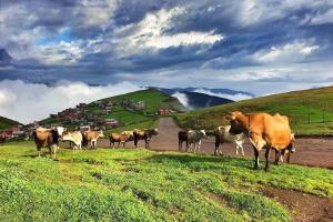 a herd of cows standing in a field at MiGRORAŞ OTEL&RESTAURANT-KARESTER YAYLASI in Uzungöl