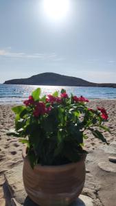 a pot of red flowers sitting on the beach at Tramonto Nel Delfini in Kini