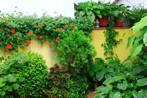 Zahrada ubytování Hostal Escartín