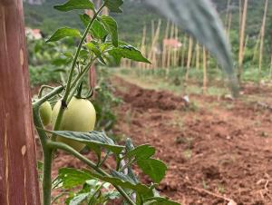 a close up of a plant with green tomatoes on it at Skadar Lake Family Resort in Rijeka Crnojevića