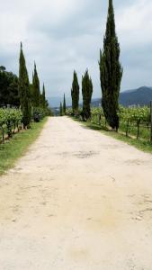 uma estrada de terra com árvores em ambos os lados em Casa da Roseira em Ponte de Lima