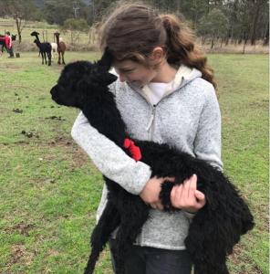 Starline Alpacas Farmstay Resort في Broke: امرأة ممسكة خروف أسود في حقل