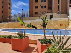 ein Pool mit Pflanzen in Töpfen neben einem Gebäude in der Unterkunft ESTRELLA honey apartment in Cala de Finestrat