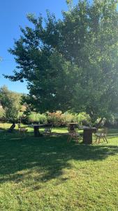 a picnic table and a tree in a field at B&B La Petra Longa in San Teodoro