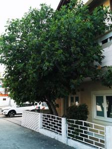 a tree in front of a house with a white fence at Apartman Smokva in Vodice