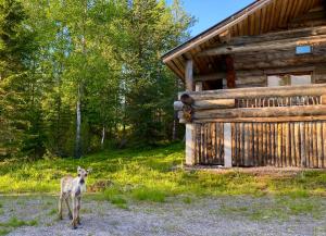 Ein Reh steht vor einer Hütte in der Unterkunft Ruka View, 4BDR spacious chalet, perfect for families, walk to slopes, Family Park, National Park, Bike Park - Lapland Villas in Ruka + 103 Fotos