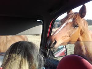 a woman looking at a horse in a car window at Dziewięćsił Blisko ziemi Góry Stołowe Duszniki Zdrój in Lewin Kłodzki