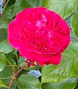 eine rosa Rose mit grünen Blättern auf einer Pflanze in der Unterkunft Haus Luisenhof in Mölln