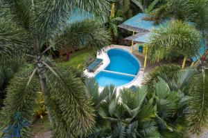 an overhead view of a swimming pool between palm trees at Beachfront Villa Starfish w AC and POOL in Puerto Viejo
