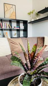 a plant on a table in front of a couch at Apartment Mira in Ružomberok