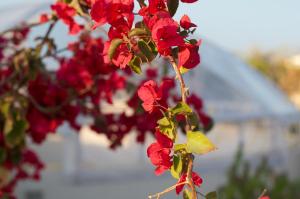 Une bande de fleurs rouges sur un arbre dans l'établissement La Claire Fontaine, à Marrakech